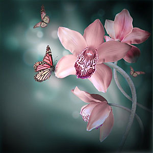 Fototapeta Orchidej a motýl 4677